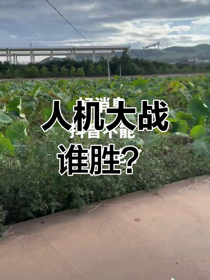 东部和西部排名